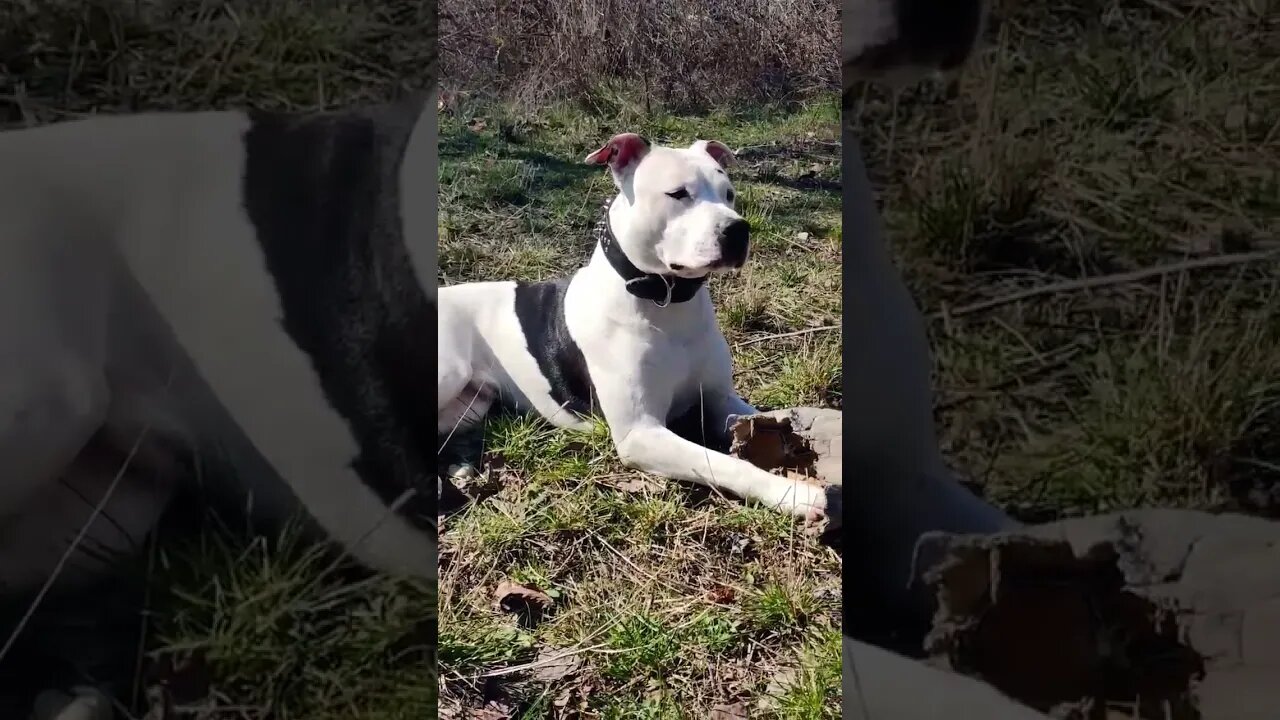 #amstaff #shortvideo #viral #dog #amstafflove #amstaffworld