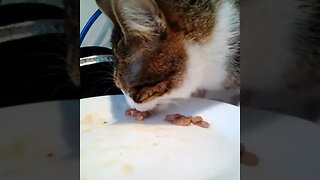 Cute Cat Eating #shorts