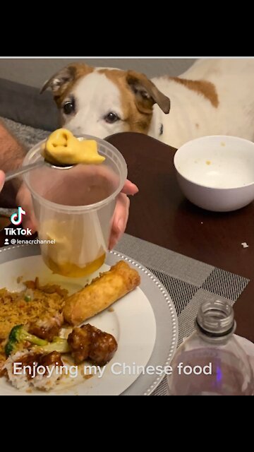 Sharing My Wonton With My Dog!