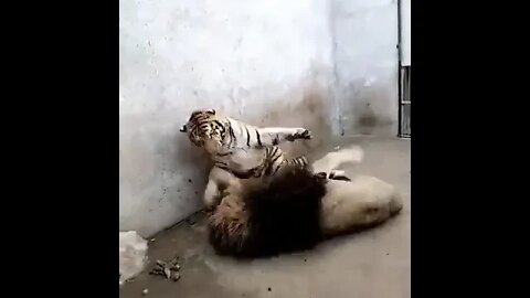 Tiger vs lion.