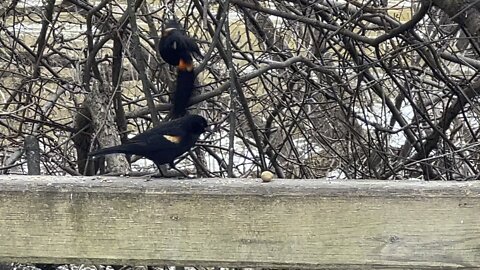 Redtipped-Wing Black Birds