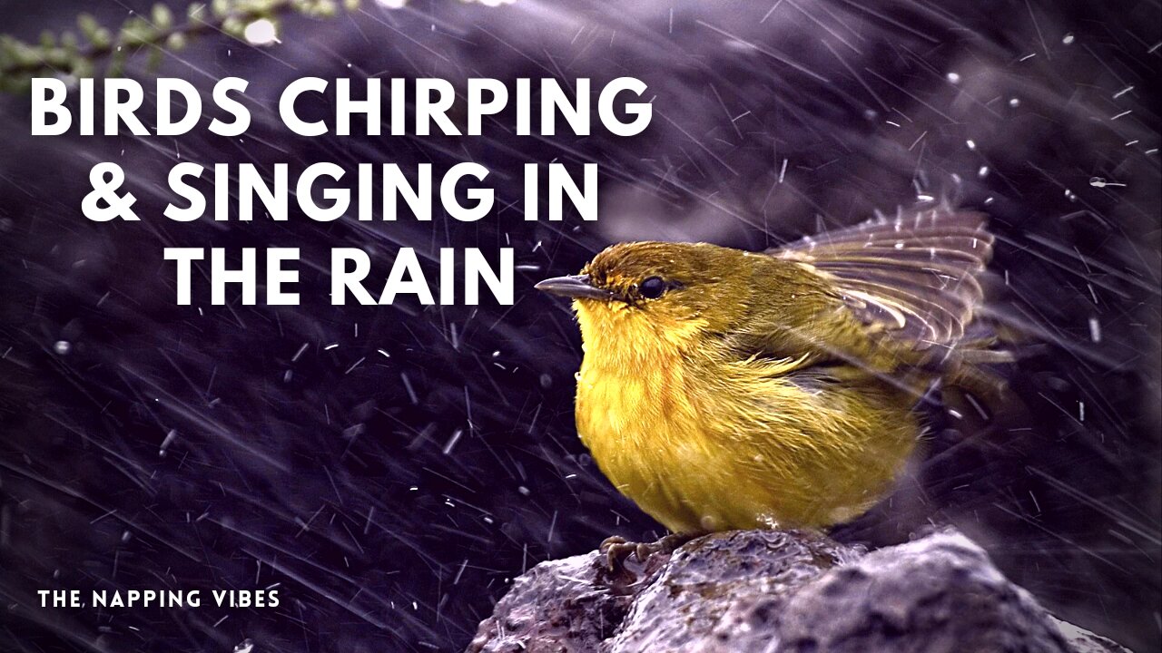 10 Hours Rain and Thunder Healing Ambient Sounds for Deep Sleeping, Forest Birdsong - Birds Chirping