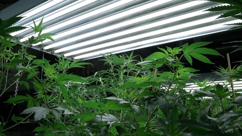 Legal Weed Growers Use Ridiculous Amounts Of Electricity