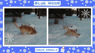 Happy Dog Making Snow Angels