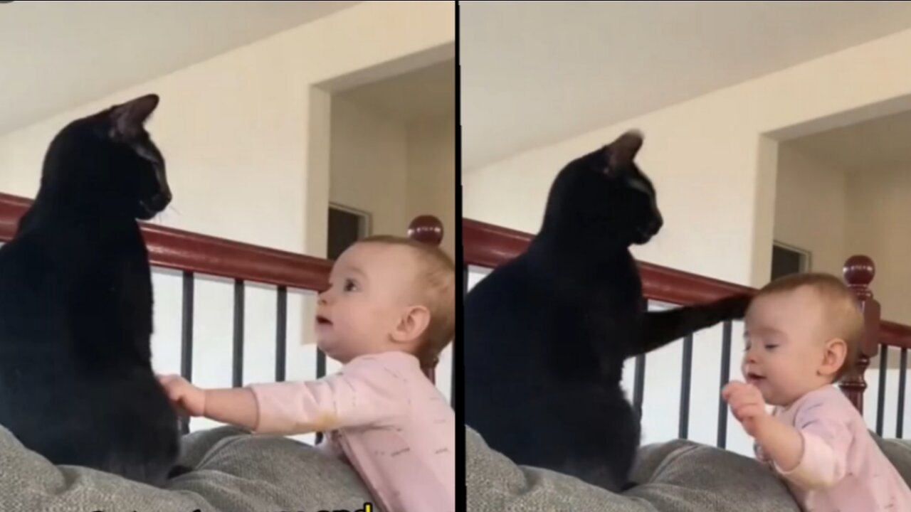 Cat got angry and baby got scared