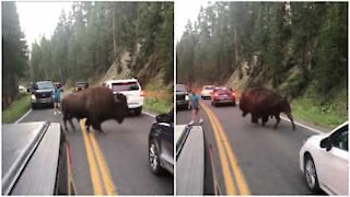 Bisonte gigante causa il caos in una strada degli USA