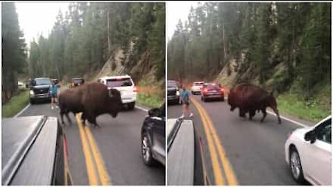 Bisonte gigante causa il caos in una strada degli USA