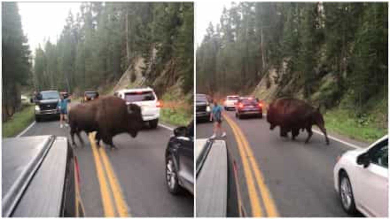 Bisonte gigante causa il caos in una strada degli USA