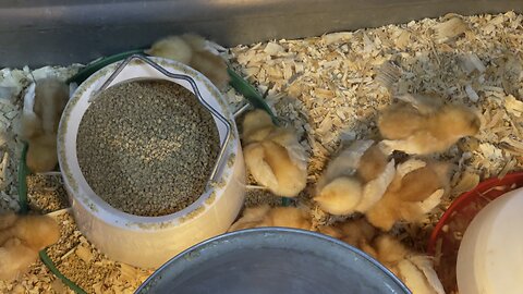 Baby Chickens at Rural King