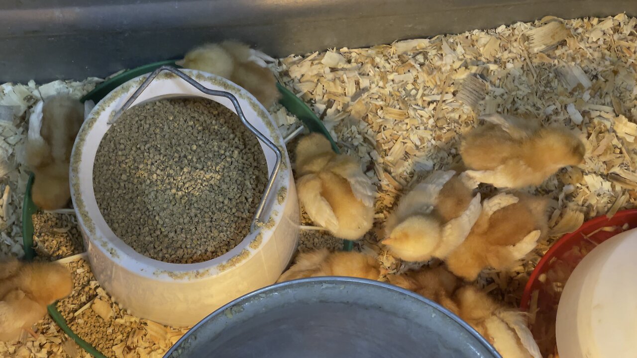 Baby Chickens at Rural King