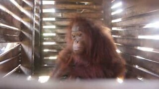 Orangutang släpps fri efter att ha varit instängd i en liten låda