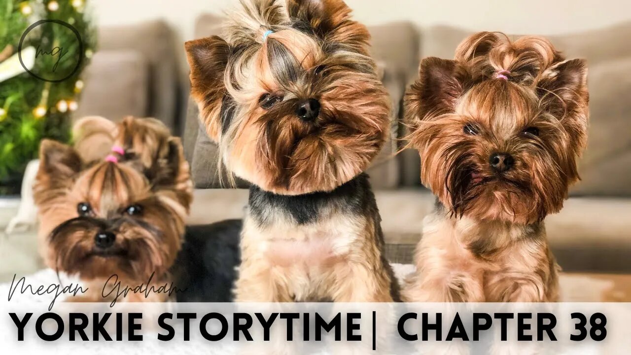 Yorkie Storytime Live | Chapter 38