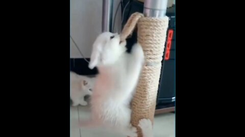 Baby Cats, make fun with rope