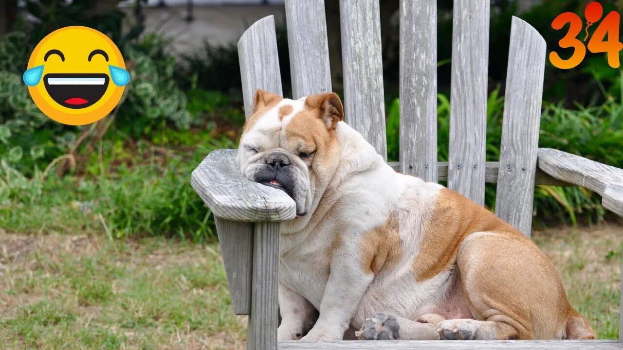 Funniest animals 2023 π Funniest cats and dogs πΊπΆ #34