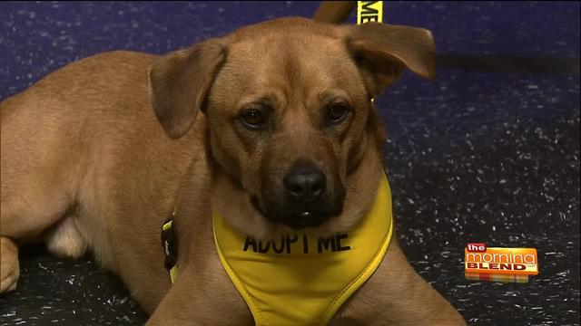 Do pets need to get ready for back to school?