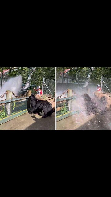 Newfies Love Getting Splashed By Water Park Ride
