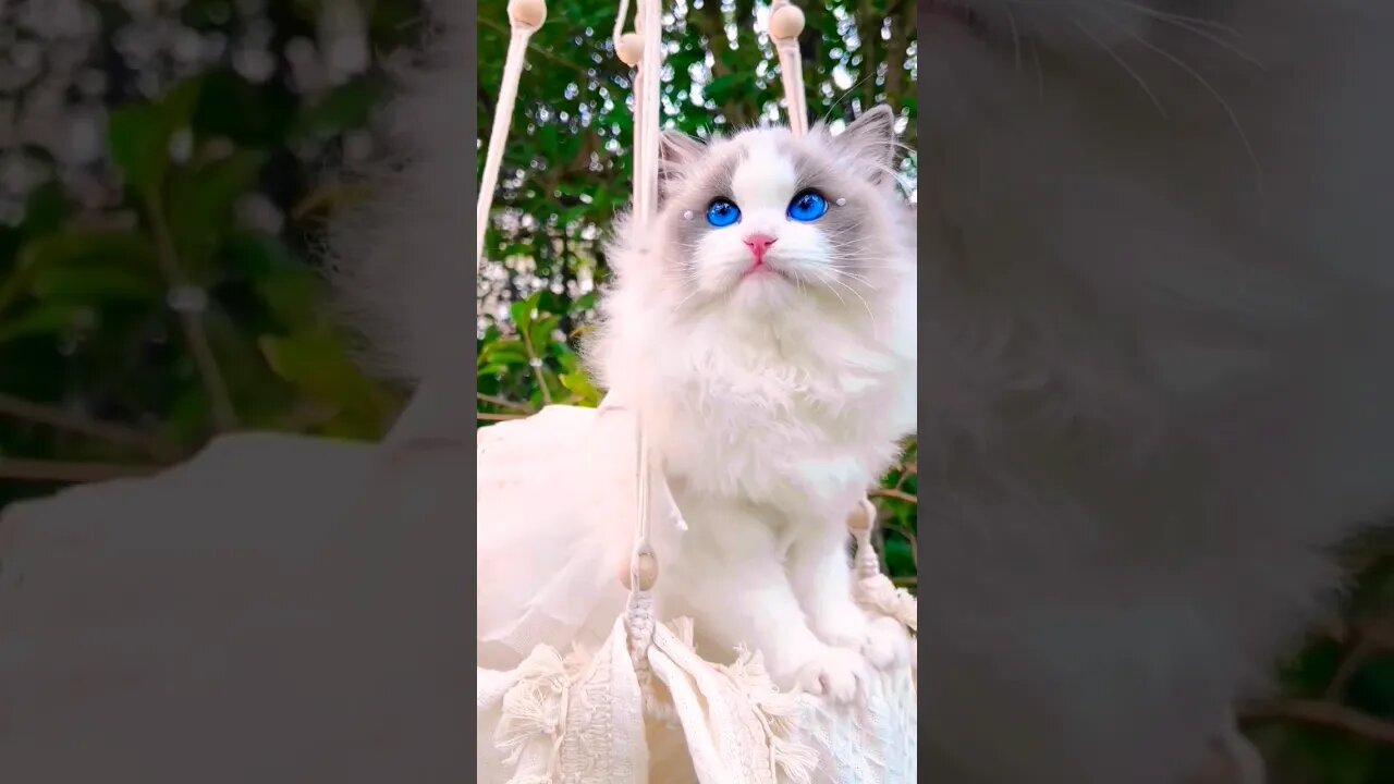 So Cute Cat 🥰😽 || Beautiful Blue eyes || #shortsfeed #cat #youtubepets