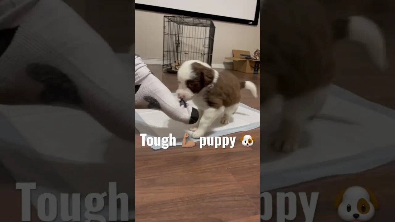 One Tough Puppy! 🐶 💪🏽 #shorts #tips #animals #cute