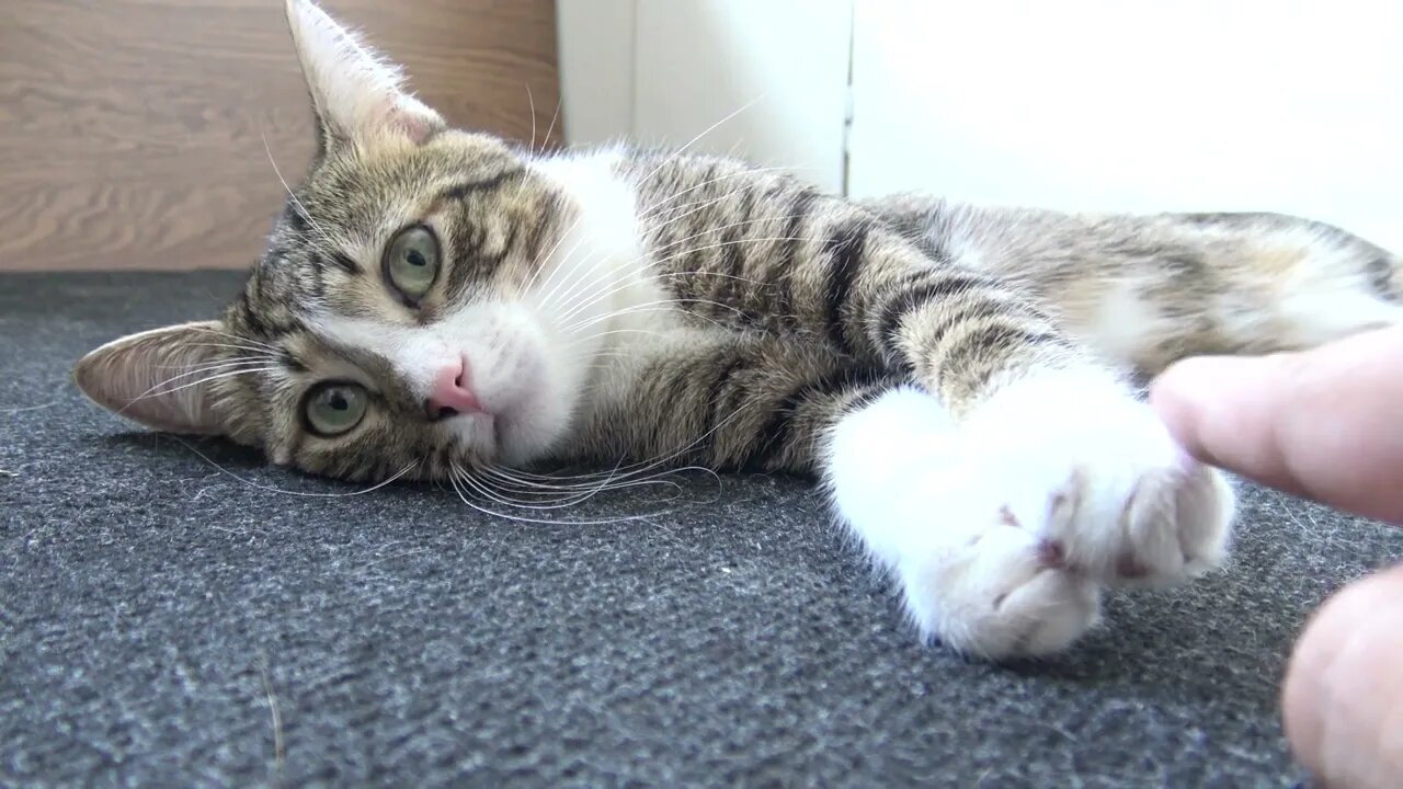 Calm Cat Sleeps on the Floor