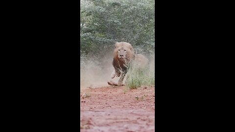 jungle ka raja Sher