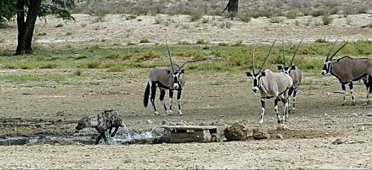 Fearless oryx chase hyena away from watering hole