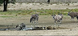 Fearless oryx chase hyena away from watering hole