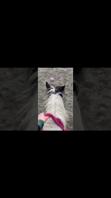 Bridleless Riding on Simon