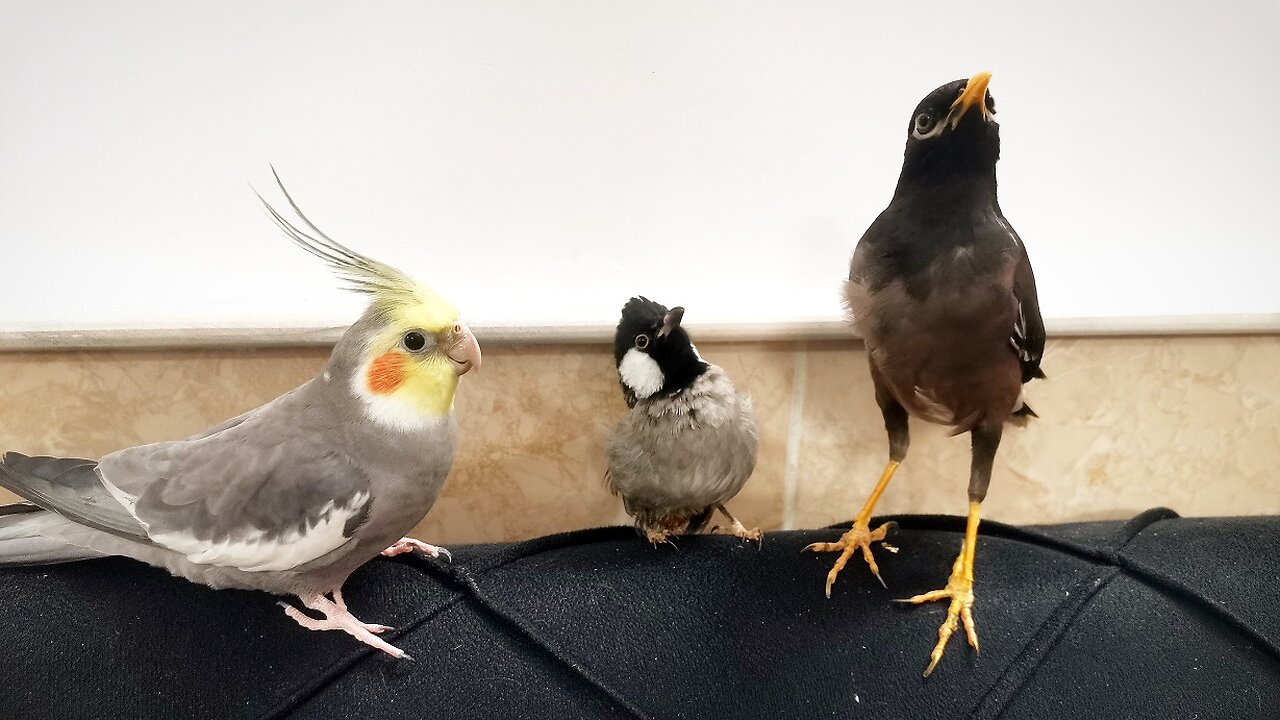 Talking birds