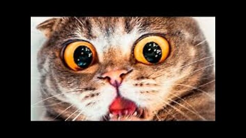 🤣Cats Scared Of Cat Mask Filter - Cat Reaction To Mask Filter