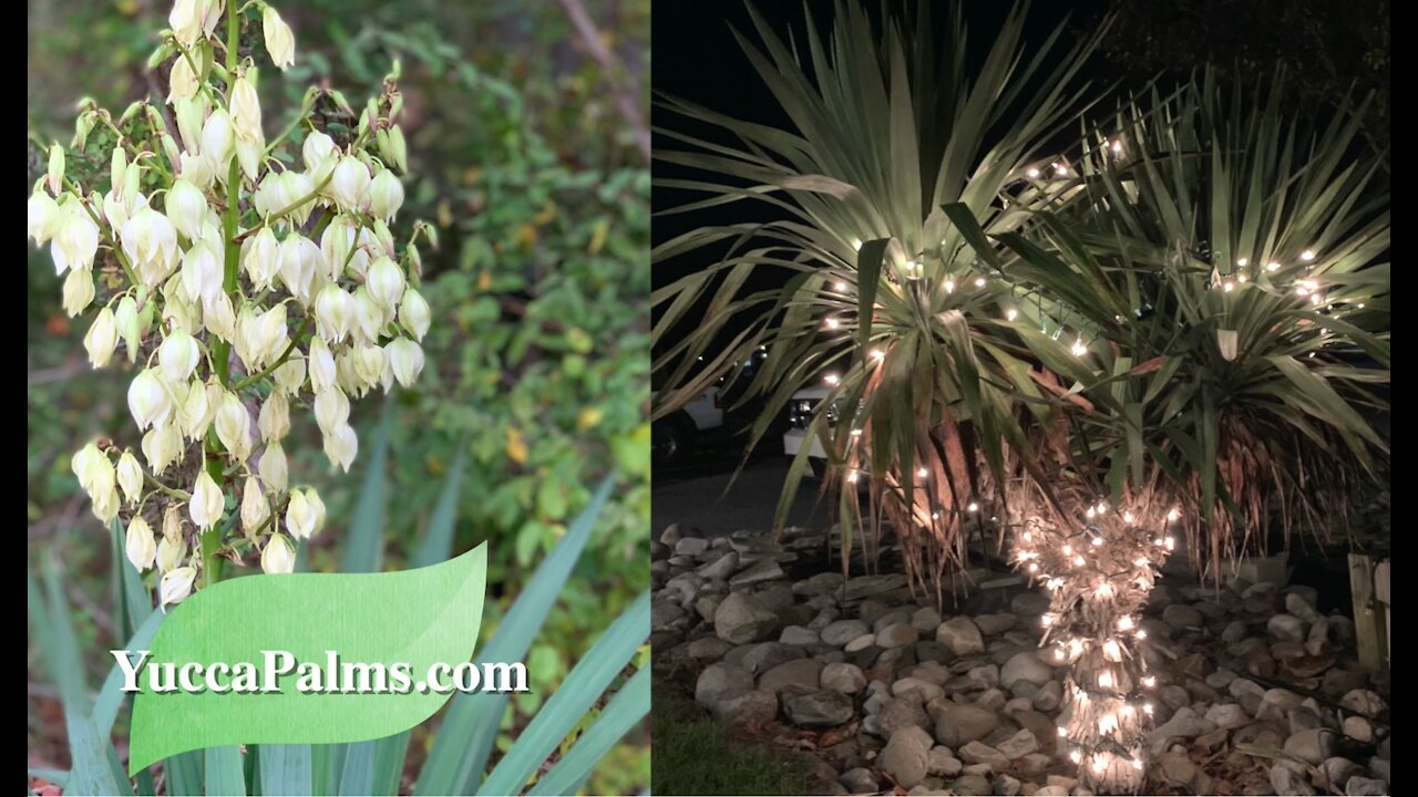 How to Trim Yuccas like palm trees