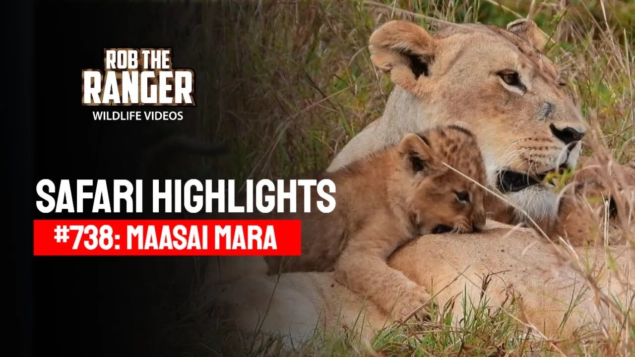 Safari Highlights #738: 12 & 13 November 2022 | Lalashe Maasai Mara | Latest Wildlife Sightings