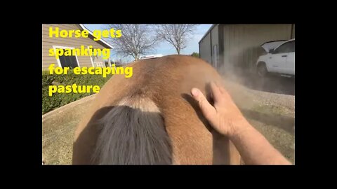 Horses Master Escape Artist - Especially When They Find An Open Gate - Rabbit Breakfast