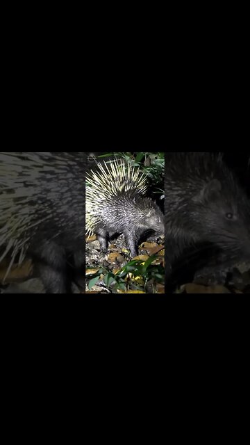 #shorts, #animal, #animals, #animalfacts, #animalshorts, #nature, #wildlife, #wildlifeanimals