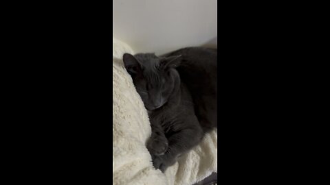 The Love Is Real ❤️🐈‍⬛