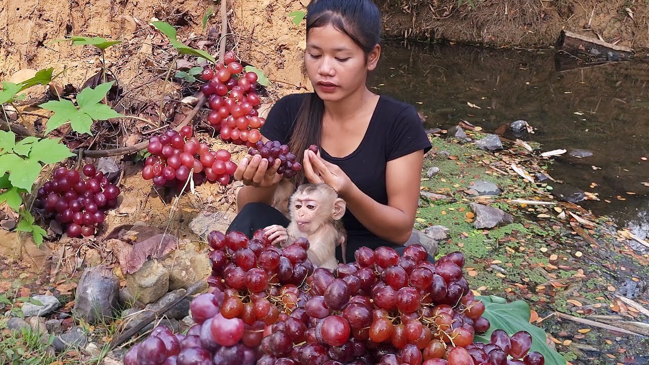 Adventure in forest: Found Wild grapes fruit for food, Eating delicious with BB