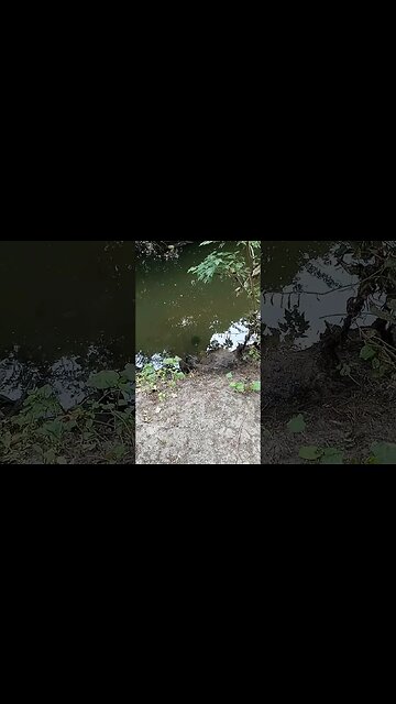 The Wild Turtles are basically my Pets now 😂🐢🐢🐢 #shorts #nature #animals