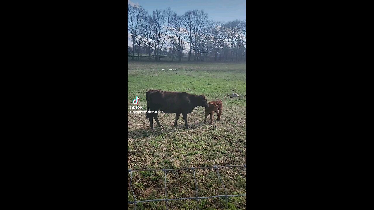 Baby bull calf with big sister Annie.