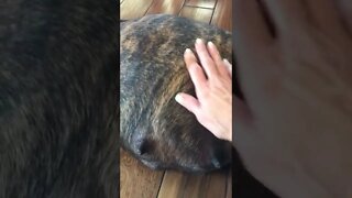 LonelyCreek Tuffy due today. 10-27-22