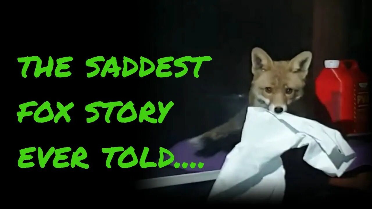 🦊Ajax the friendly urban #fox reacts to the best scene from Fantastic Mr Fox - VERY SAD 😢😢😢