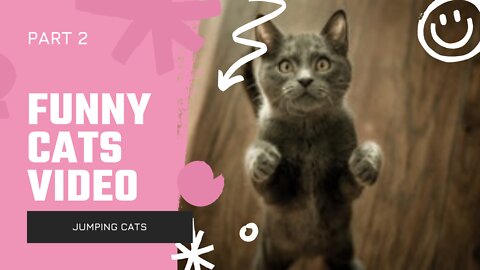 Funny Cats Video [Part 2]