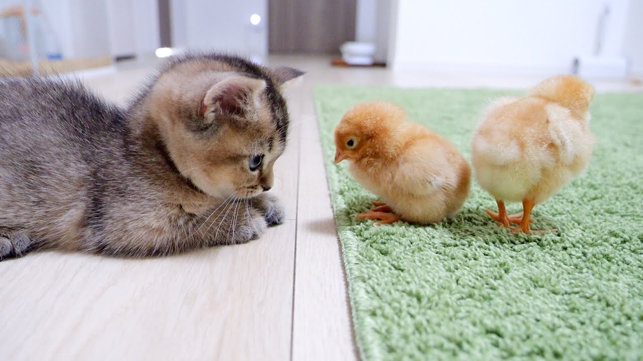 Kitten Kiki greets a tiny chicks for the first time