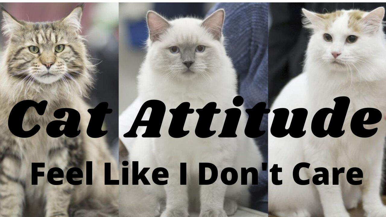 Cat Attitude | Cat Feel Like I Don't Care