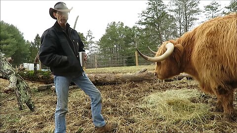mini moo
