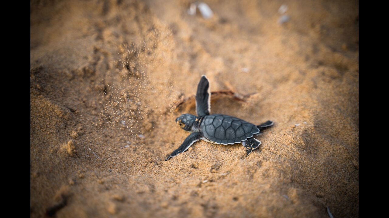 Would You Like To Help Endangered Giant Sea Turtles?