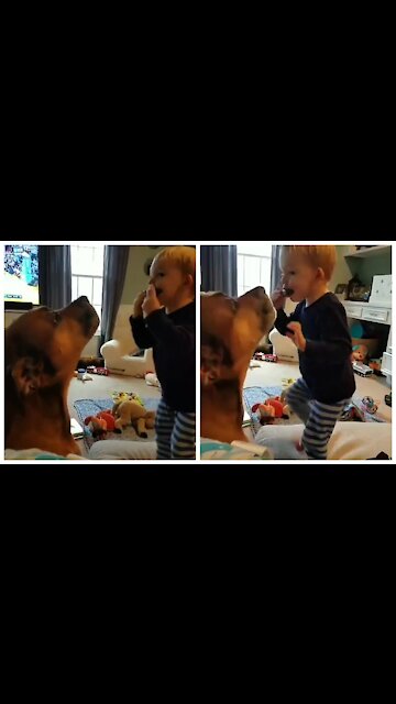 Baby playing with a harmonica and the dog following the sound of the harmonica