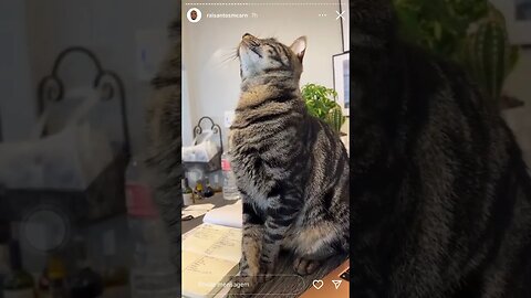 talking to the cat on the table | Raiam Santos