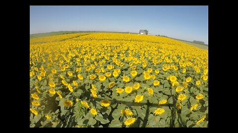 Sunflower Experience