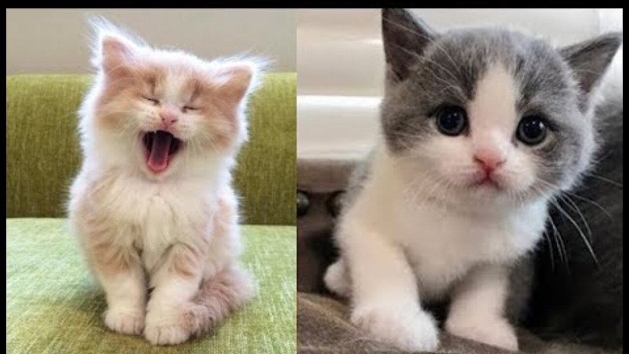 Baby Cats - Cute and Funny Baby Cat Videos Compilation