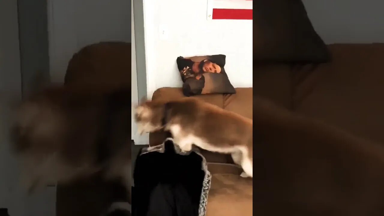 The reaction of the dog 😊 #shorts #shortsfeed #clips #shortvideo