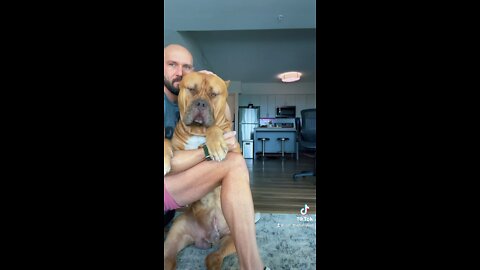 MASSIVE Pit Bull enjoying his afternoon cuddle session 🦁🤗🥰